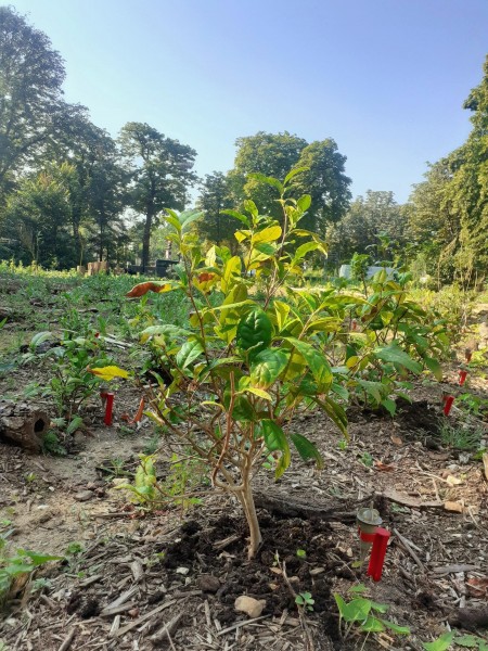 ©DEVE, Jardin de thé: Orée du Bois de Boulogne